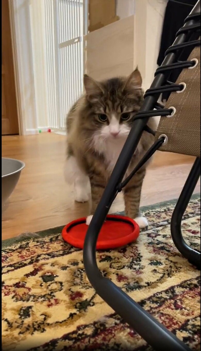 提供：しろあん でっかい北欧猫さん