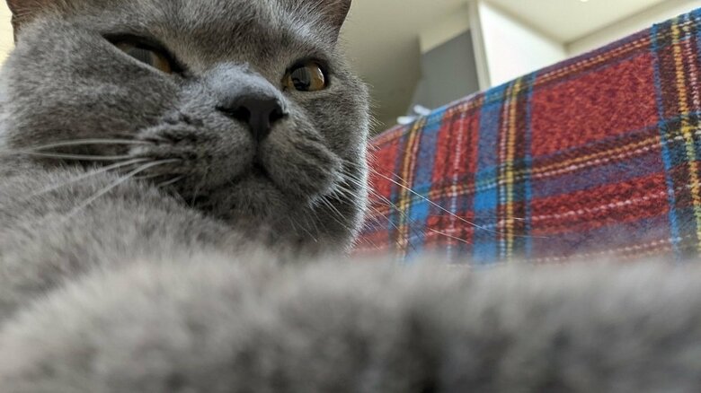 飼い主さんのおなかの上から　光太郎くん