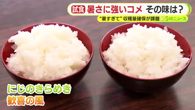 暑さに強いコメ…その味は「食感もっちり甘さ控えめ」　近年は”酷暑”で収穫量の確保や品質の保証が課題に　暑さ対策の新たな一手となるか