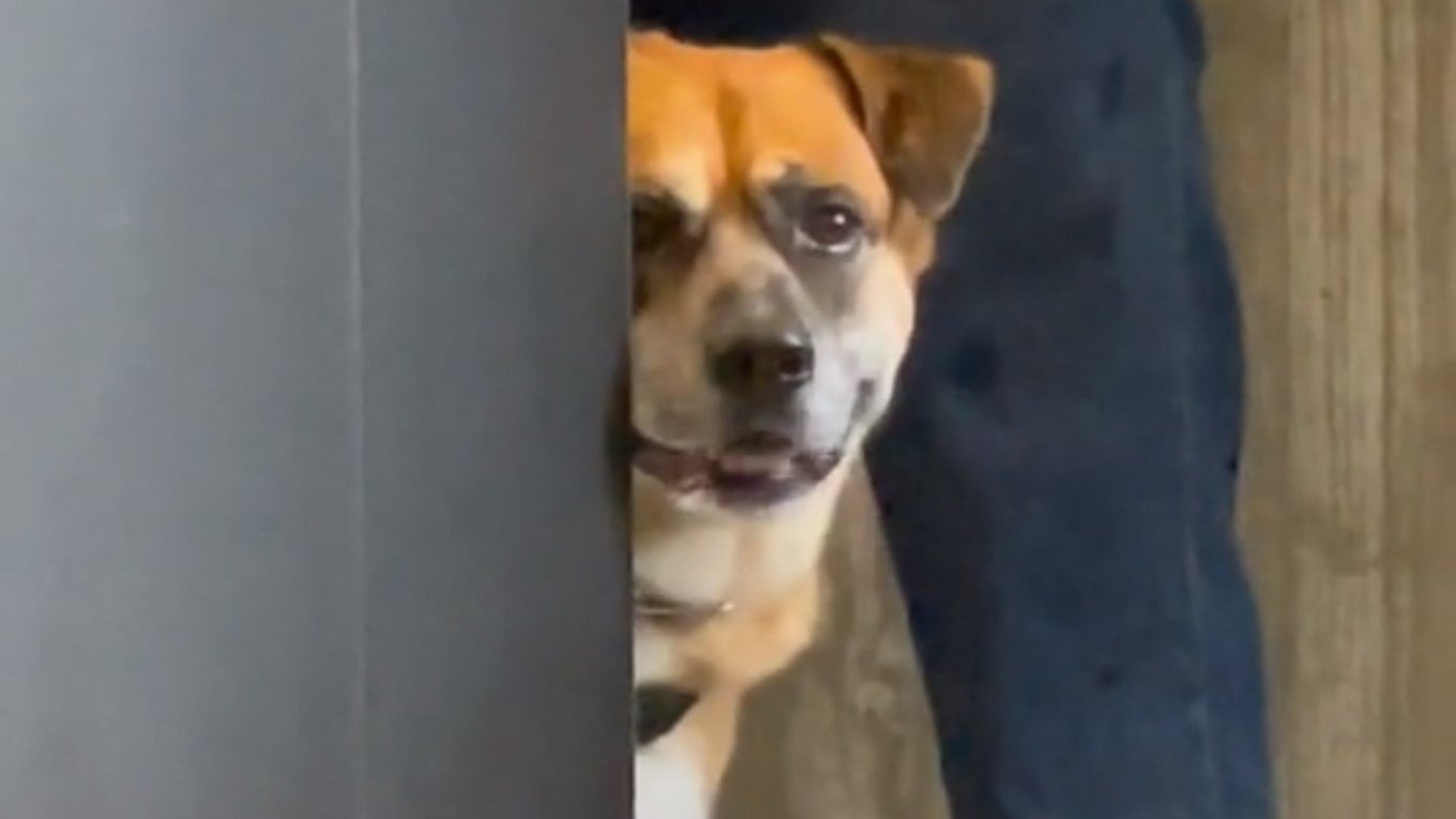 病院怖い 45キロ 大型犬 が動物病院の隅っこで子犬のような声で くぅーん 普段のビビリっぷりも可愛かった Fnnプライムオンライン Goo ニュース