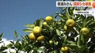 新芽を食べられ「実がつかない」シカによる食害が　敦賀特産「東浦みかん」不作だった去年の7割未満…ミカン狩り期間を短縮する農場も　福井
