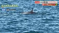 野生のイルカの群れが出現！ 背びれをのぞかせ工場地帯を悠々と…目撃者「サプライズやん」【福岡発】