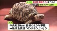 絶滅危惧種『インドホシガメ』か 住宅の車庫で見つかり警察が飼い主探す 体長約20cmで取引は原則禁止