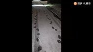 【ヒグマ速報】住宅街に”無数のクマの足跡”雪の上にくっきりと…現場周辺では動物園や神社に出没相次ぐ―同一個体か〈北海道札幌市〉