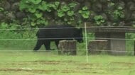 クマ出没警報を来月31日まで延長　南砺市の人身被害受け対策会議で警戒強化と雑木林の伐採を協議