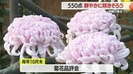 約550点の菊の花鮮やかに咲き誇る・色や大きささまざま　5日まで　山形・南陽の菊まつり