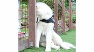 「軽く怒っただけなのに…」柱に顔を隠してしょんぼりするハスキー犬がかわいい…何をやらかしたのか飼い主に聞いた