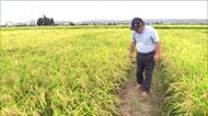 収穫時期に連日の悪天候…米農家「すぐにでも刈りたい」　品質悪化や発芽のおそれも　天気回復願う