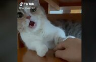 飼い主の「痛い痛い!」に「ハッ!!」…噛んでしまった後“我に返る”子猫がナイスリアクション