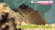 ギョロっとした目つきにくぎ付け！しまね海洋館アクアスでホワイトデーにちなんだ海の生物展示（島根）