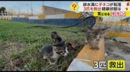 【小さな命の救出劇】子どもも笑顔に！　排水溝に転落した子ネコ…