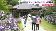 アメリカジャスミンが見頃　幕末に日米和親条約が締結された了仙寺