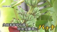「許可は得ていない…」 2年前に市道の中央分離帯に現われた“無許可バナナ” 株分けされた3株はどうなった？【福岡発】