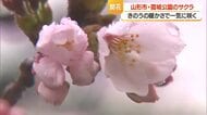 霞城公園でサクラ開花宣言・2017年以降2番目に早い開花　今後雨予報の日が多く開花足踏みか　山形