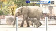 マルミミゾウ「アオ」の命つないだゾウ専用ミルク　開発メーカー担当者が来園　アオの成長に感激！　広島