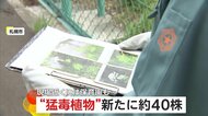 【危険】「むやみに近づかないで！」“猛毒植物”バイカルハナウドが札幌市内で続々発見…新たに約40株も　樹液に強い毒性で激しい皮膚炎起こす恐れ　北海道
