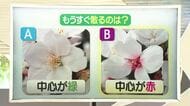 【天気／山形】早く散るのは中心が赤いサクラ＆7日の詳しい天気　中村友祐気象予報士の天気予報(2)　