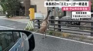「エミュー」逃走　「扉の施錠ができておらず逃げだしたのではないか」飼育の移動動物園スタッフ　当初は「ダチョウ」通報も実際はエミュー　滋賀・守山市