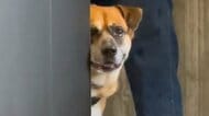 「病院怖い。」45キロ“大型犬”が動物病院の隅っこで子犬のような声で「くぅーん」…普段のビビリっぷりも可愛かった