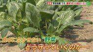 “野菜高騰”なぜ続く？ 県内有数の生産地も悲鳴　日本の農業を守れるのか 高齢農家は「もう辞めたよ…」