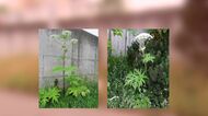 【また猛毒植物か】札幌市で2例目_バイカルハナウドとみられる猛毒植物が住宅街でも→40株を除去＿先月北大構内で国内ではじめて確認され調査結果も公表