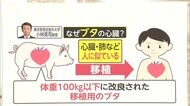 「ECMO」外し正常に動く ブタの心臓移植から4日