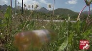 道端に捨てられた大量の「ペットボトル」全部