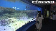 海のゆりかごでコブシメの産卵