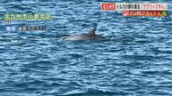 野生のイルカの群れが出現！ 背びれをのぞかせ工場地帯を悠々と…目撃者「サプライズやん」【福岡発】
