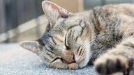 猫の保護でやるべき「5ステップ」とは？捕獲から動物病院、自宅の環境まで　飼い主になるなら覚えておきたい備え