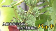 「許可は得ていない…」 2年前に市道の中央分離帯に現われた“無許可バナナ” 株分けされた3株はどうなった？【福岡発】