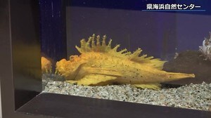 これじゃ目立ちすぎ!黄金色のオニオコゼが仲間入り~福井県海浜自然センター