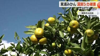 新芽を食べられ「実がつかない」シカによる食害が　敦賀特産「東浦みかん」不作だった去年の7割未満…ミカン狩り期間を短縮する農場も　福井
