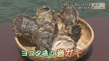 勝負は1分…“危険でキツい”素潜りの「岩ガキ漁」　50年ぶりに地元漁師が“復活”【石川発】