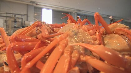 富山県の新湊・氷見漁港で初競り　ベニズワイガニ「めちゃめちゃ美味しい」と観光客も絶賛　ひみ寒ぶり宣言は4年ぶり年越しも今年の豊漁に期待