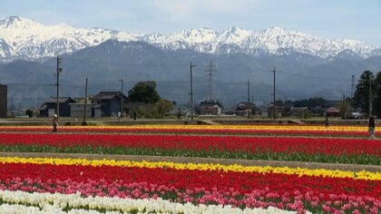 「7色のチューリップの絨毯」が今まさに見頃　立山連峰を背景に200万本が咲き誇る絶景　富山・入善町