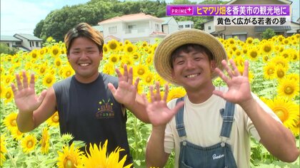「高知一のヒマワリ畑にしたい」若手農家の挑戦　畑を観光地にして故郷を元気に　黄色く広がる壮大な夢