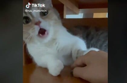 飼い主の「痛い痛い!」に「ハッ!!」…噛んでしまった後“我に返る”子猫がナイスリアクション