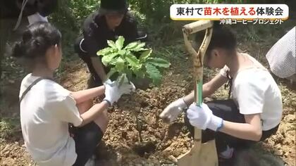 コーヒーを沖縄の特産に　東村で苗木植え体験会、HYメンバーも参加