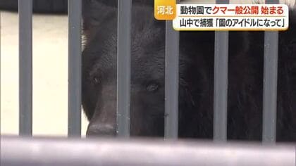 「クマさん、お風呂に入ってた」　ツキノワグマ一般公開・名前の募集始まる　山形・河北町児童動物園