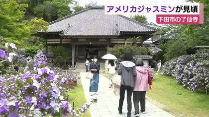 アメリカジャスミンが見頃　幕末に日米和親条約が締結された了仙寺