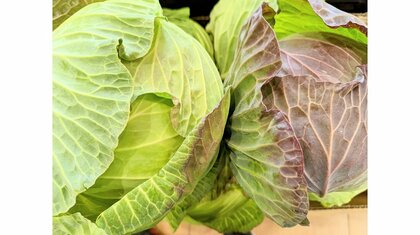 「紫を避けないでください！」キャベツの紫色は“おいしい証”だった…見分け方のコツをいろいろ聞いた