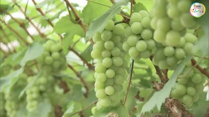 夏の味覚の和菓子の材料「マスカット・オブ・アレキサンドリア」初収穫　５月より店頭に【岡山・岡山市】