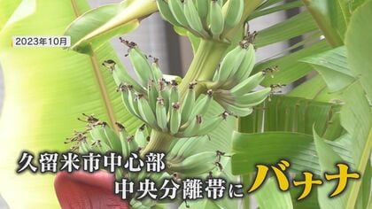 「許可は得ていない…」 2年前に市道の中央分離帯に現われた“無許可バナナ” 株分けされた3株はどうなった？【福岡発】