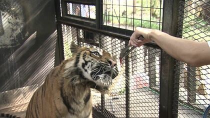 “近距離＆触れ合い”が人気のノースサファリサッポロに閉園危機…札幌市が『撤去命令』検討「無許可の建築物が100以上！例を見ない」運営会社は困惑＿北海道