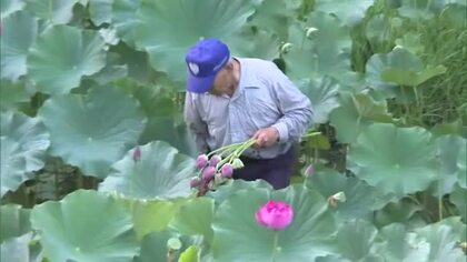 お盆を前にハスの収穫　岡山県久米南町で販売も