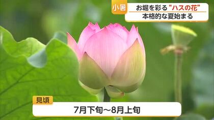 佐賀城のお堀でハスが見ごろへ　本格的な夏告げるピンクと白の花が開花【佐賀県】