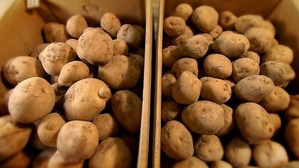 ジャガイモ高騰…ステーキ店は仕入れ値2割増も「フライドポテト食べ放題やめない」　ポテトチップスやコロッケにも値上げの波