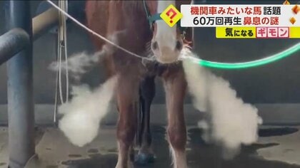 「こんな加湿器ほしい」スチーム感満載の鼻息はまるで機関車のよう…“湯気立つ馬”動画が60万回再生　北海道・浦河町