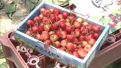 新潟・聖籠町で特産“サクランボ”の収穫始まる！「太陽浴びて甘みのっている」品質・収量ともに手応え